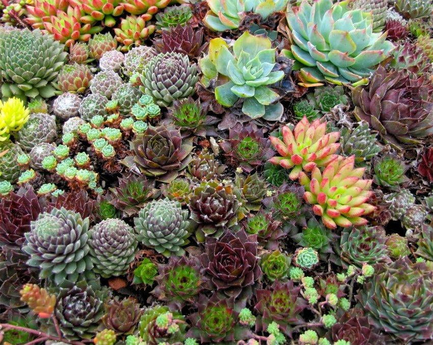 50 'Hippie Chicks' Succulent Sempervivum Flower Seeds