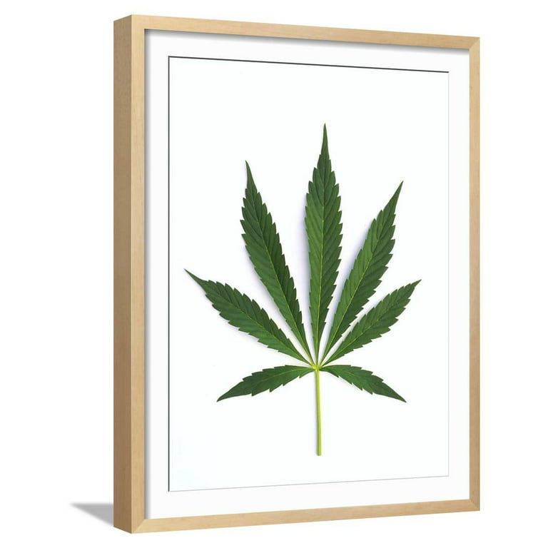 Photo & Art Print cannabis bud / marihuana plants