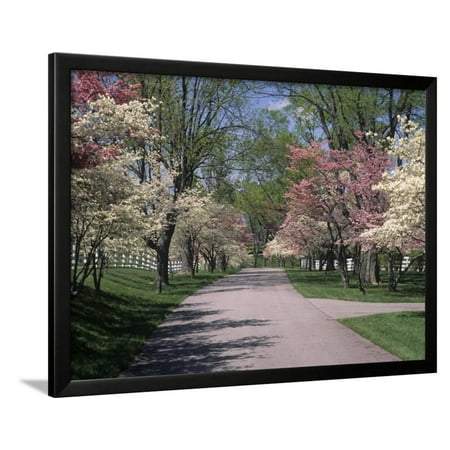 Pink And White Dogwood Trees In Bloom Along A Fenced Road Lexington Kentucky Usa Framed Print Wall Art By Adam Jones Pink And White Dogwood Trees In Bloom Along A Fenced Road Lexington Kentucky Usa Framed Print Wall Art By Adam Jones