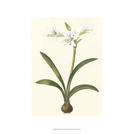 Belladonna Two Light - Belladonna Lilies II Laminated Print Wall Art