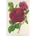 thumbnail image 3 of Charles Antoine Lemaire 11x14 Black Modern Framed Museum Art Print Titled - Rose Triumph of Amiens (1854-1896), 3 of 5