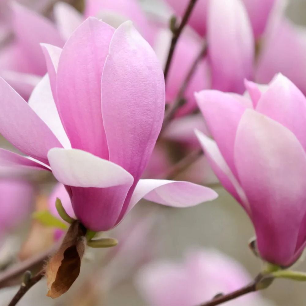 Expert Gardener 3-4 ft tall Jane Japanese Magnolia Live Tree in 7-Gallon Grower Pot