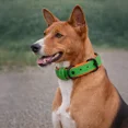 thumbnail image 2 of Dog Collar. Handmade Genuine Leather Dog Collar – Green with Orange Inner Liner, Adjustable Buckle. Buddies Collars, 2 of 5