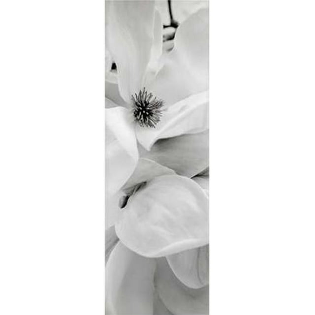 Image Conscious PDXABFL23SMALL Magnolia - 1 Affiche de Alan Blaustein&44; 8 x 24 - Petit