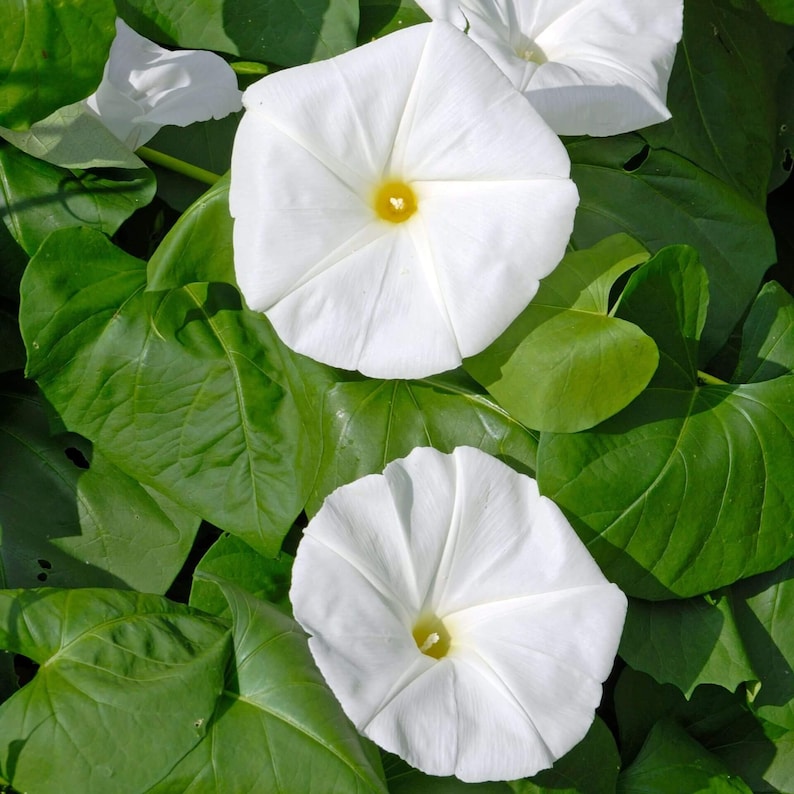 30 Morning Glory Seeds - Perennial Flowers -, Self-Pollinating - for Summer/Early Fall Planting - Enhance Your Garden with Blooms