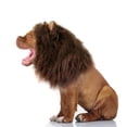 thumbnail image 4 of Lion Mane Wig for Dogs, Funny Pet Cat Costumes for Halloween Christmas, Furry Dog Clothing Accessories (Size L, Coffee), 4 of 6