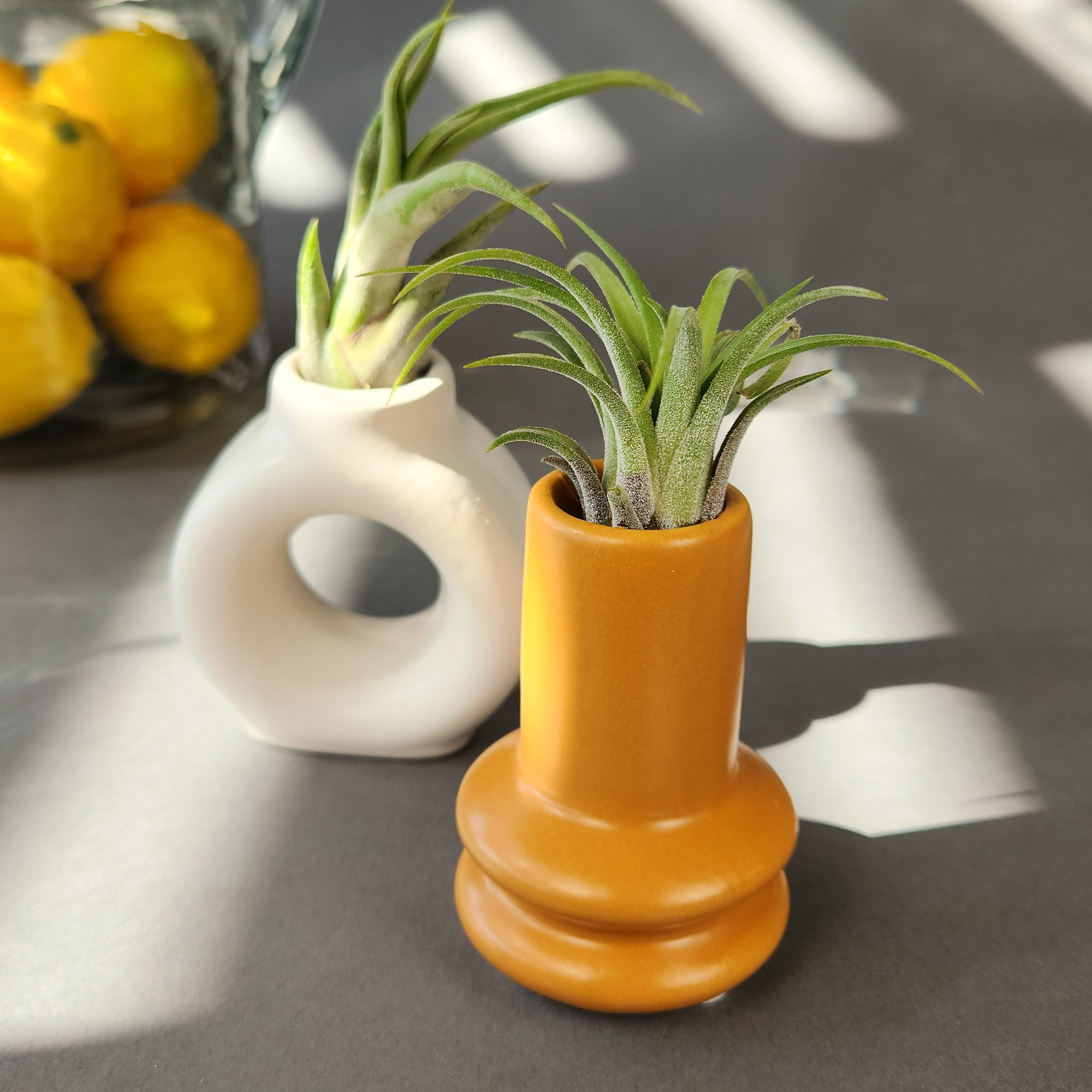 Altman Plants Air Plant Gift (2-pack) White & Gold Pots, Easy Pet-Safe House Plant Décor
