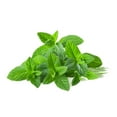 Peppermint Oil Extract Beverages Fillings Frosting Water