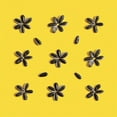 thumbnail image 5 of Sunnys Sunflower Seeds | Salted | 7 oz, 5 of 5