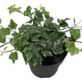 thumbnail image 3 of Ivy Plant Live Fast-growing, Potted 3-5" in Tall, Climbing Indoor Outdoor Houseplant, Easy Care Trailing Vine, Fast Growing Small Starter Plant for Home Office Décor (White Cream English Ivy), 3 of 6