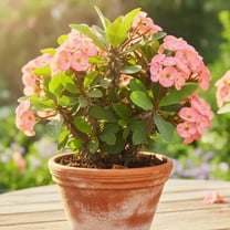 Euphorbia Crown of Thorns Live Plant, Pink Crown of Thorns in 2 Inch Pot, Ready for Outdoor Planting