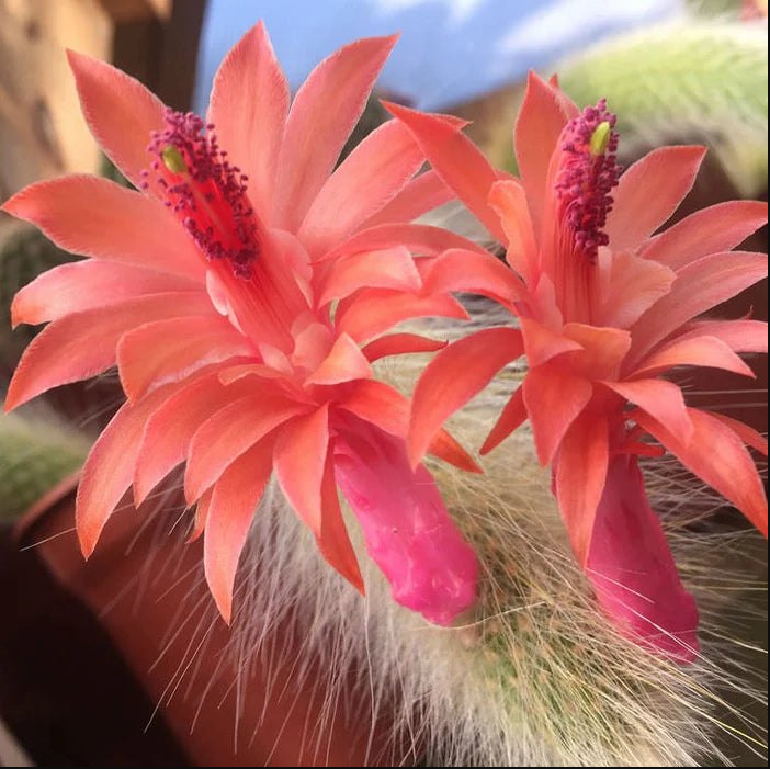 Monkey Tail Cactus Live Plants for Hanging Basket, Trailing Monkeys Tail Indoor Outdoor in 2 Inch Pot
