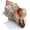 6"-7", Brown, 1pcs, variant on Sinkoo Giant Sea Shells, 6"-7" Natural Striped Fox Conch Shells, Large Craft Seashells for Vase Filler, Air Plants, Wedding Decor Beach Theme Party