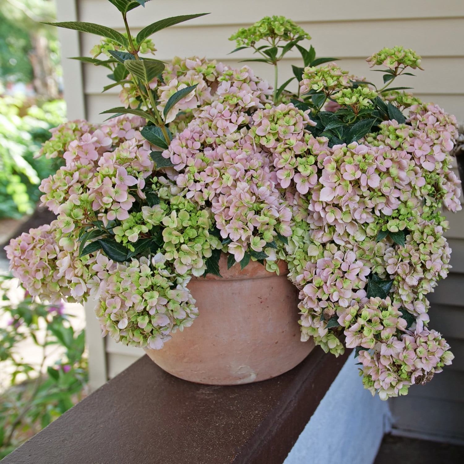 Proven Winners ColorChoice 6" Multicolor Fairytrail Fresco Cascade Hydrangea Live Plant in 7.5" Pot