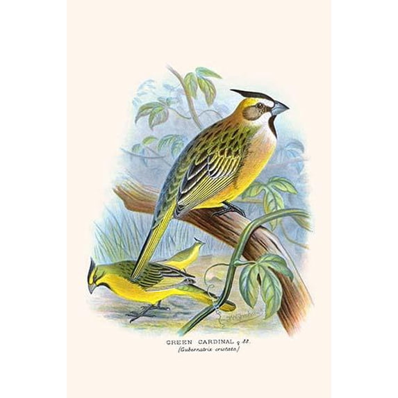 Green Cardinal-Fine Art Canvas Print (20" x 30")