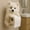 B, variant on Up to 40% off Gifts Oefntac Toilet Paper Holders Dog-Themed Toilet Paper Holders - Hundepapierhalter Cute Pet Bathroom Accessory with Wall Mount for Easy Roll Dispensing