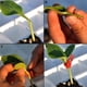 thumbnail image 5 of Fiudx Juego de Pinzas para Injertar, Pinzas de Plástico Reutilizables, Fijan Plantas a Estacas, Sujetan Vegetales Pesados, Fácil de Usar con Una Sola Mano, Herramienta de Jardinería, 200 Piezas, Tama, 5 of 6