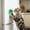 Green, variant on 1 Pack Catnip Ball, Catnip Ball for Cats Wall, Edible Kitty Toys for Cats Lick, Safe Healthy Kitten Chew Toys, Teeth Cleaning Dental Cat Toys, Cat Wall Treats