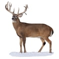 thumbnail image 4 of Broadside Whitetail Buck - Cutout, 4 of 4