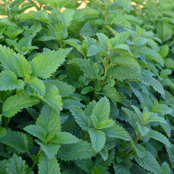 Organic Lemon Balm Seeds - 0.25 Oz ~10000 Seeds - Non-GMO, Certified Organic, Heirloom - Growing Microgreens, Herb Garden - Melissa officinalis