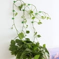 thumbnail image 4 of HEALEEP 80Ud Para Fijar Plantas En Jardín Adhesivos Con Material Ecológico, 4 of 8