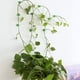 thumbnail image 4 of 80 piezas de clips para fijación de pared de plantas trepadoras, ganchos adhesivos para pared, 4 of 5