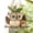 Brown, variant on Quoowiit Resin Owl Hanging Planter, 4.72" with Drainage Holes for Small Succulents
