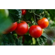 Black Duck Brand Premium Variety Current Year 20 Vegetable Seeds, Great for Gardening