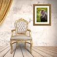 thumbnail image 3 of Burchett, P.H. 25x32 Gold Ornate Wood Framed with Double Matting Museum Art Print Titled - Icelandic Horses V, 3 of 4