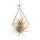 thumbnail image 4 of Terrario de vidrio con estaciones de propagación, planta con forma geométrica, soporte de hierro, soporte para plantas de aire, decoración para el hogar y la oficina., 4 of 8
