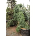 thumbnail image 5 of RedCrocus Pendula Bruns' Weeping Serbian Spruce- Elegant Evergreen Tree for Gardens & Containers, Pet Safe, Deer Resistant, Full Sun to Partial Shade, Well-Drained Soil  10 Gallon, 5 of 40