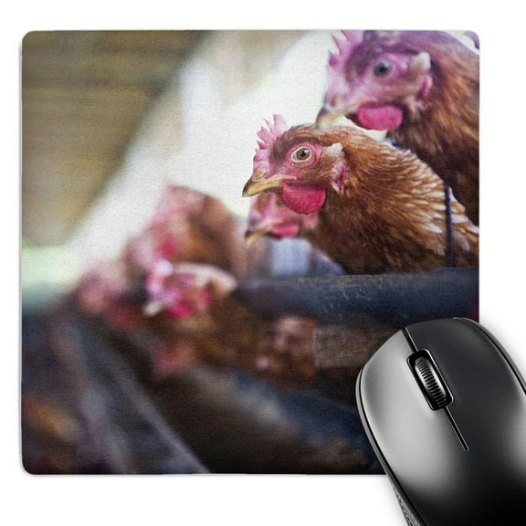 3dRose, Bali, Indonesia. Chicken farm, farm animal-AS11 MWR0001 - Micah Wright, MousePad