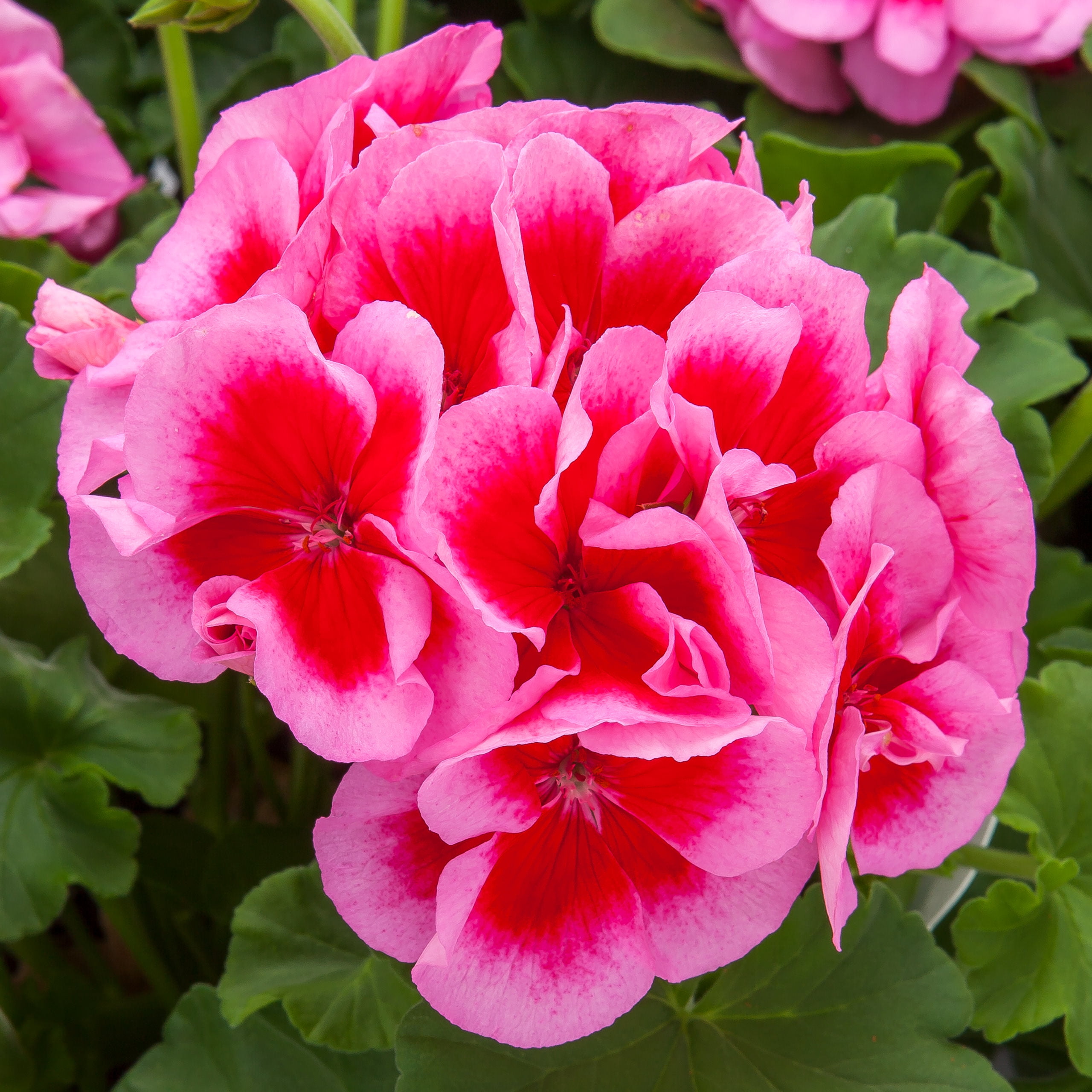 Better Homes & Gardens 2 Quart Multicolor Pink Zonal Geranium Annual Live Plants