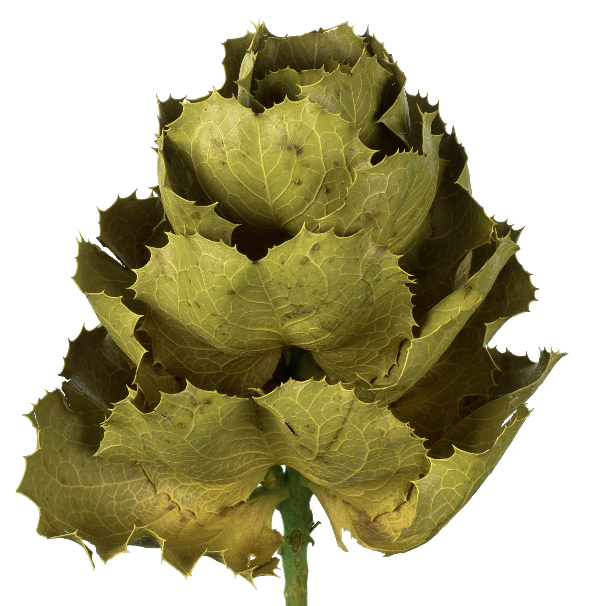 Vickerman 8" flower Basil Queen Flower, 1 stem, Dried