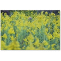 Trademark Fine Art "A Touch of Purple" Canvas Art by Kurt Shaffer