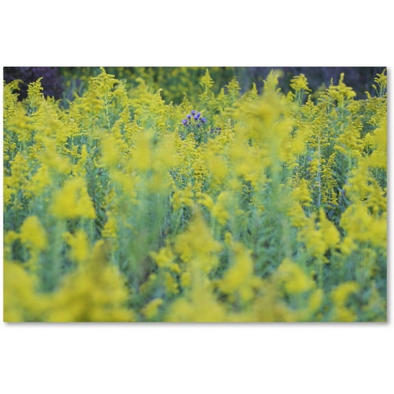 Trademark Fine Art "A Touch of Purple" Canvas Art by Kurt Shaffer