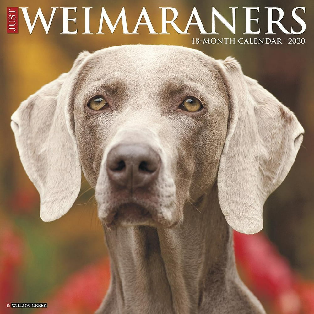 Just Weimaraners 2020 Wall Calendar (Dog Breed Calendar) (Other