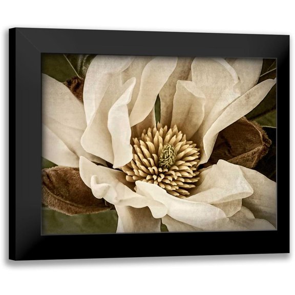 Perry, Rachel 14x12 Black Modern Framed Museum Art Print Titled - Classic Magnolia II