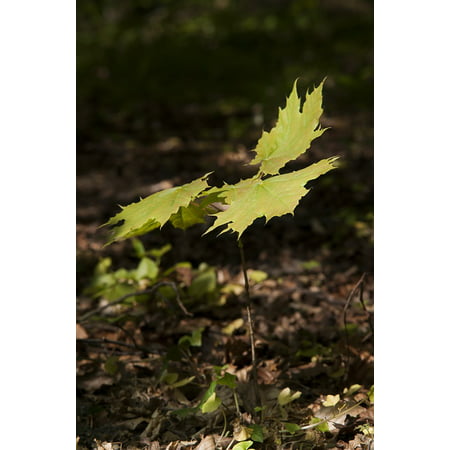 Canvas Print Button Tree Growth Spring Forest Seedling Maple Stretched Canvas 10 x (Best Time To Transplant Maple Tree Seedling)