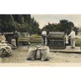 thumbnail image 2 of Grading Walnuts - California Usa Poster Print By Mary Evans Grenville Collins Postcard Collection, 2 of 4