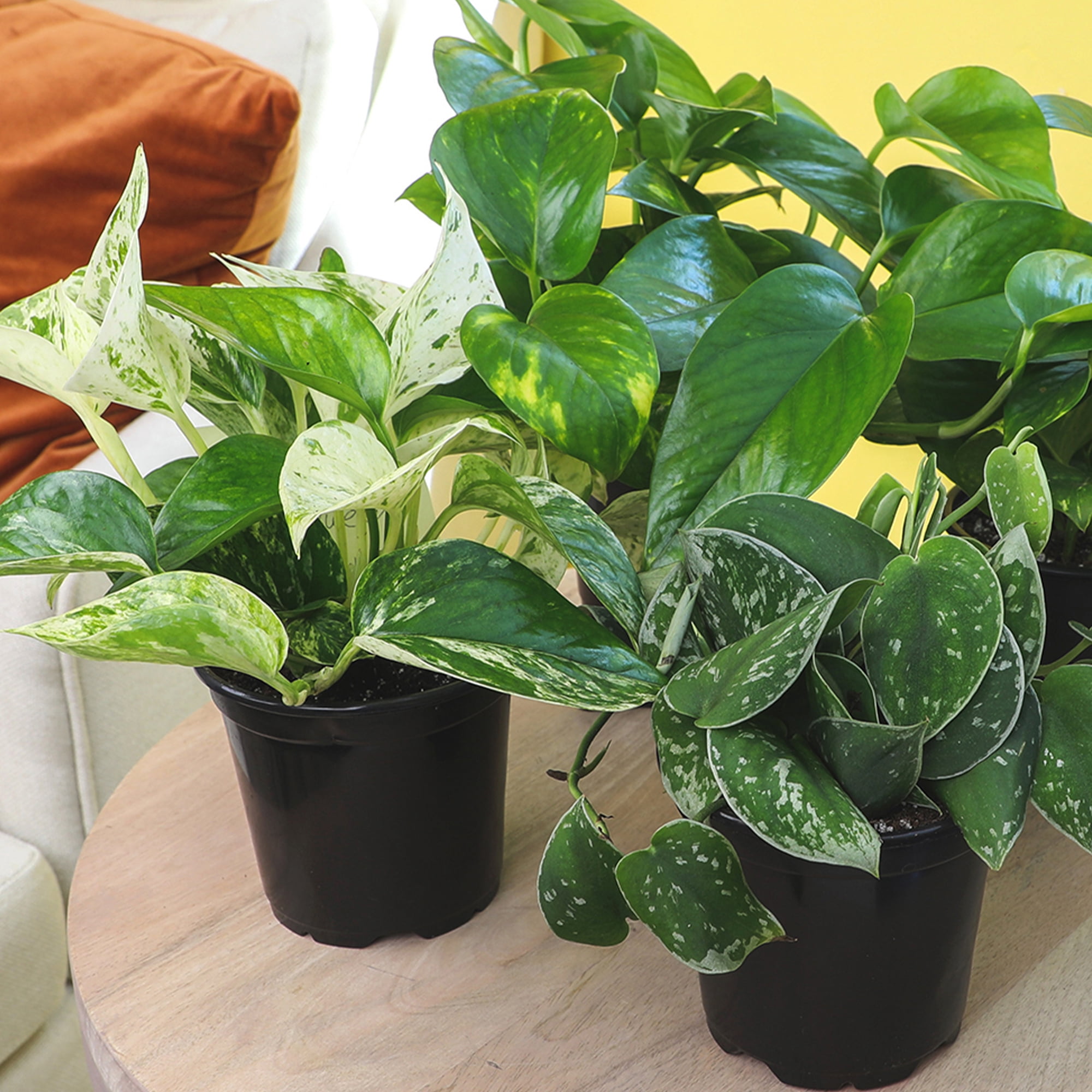 Element Live Pothos Plant Variety Pack, 4.25in Grower Pots, Easy Care (3 Count)
