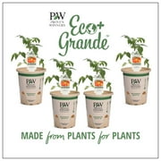 Proven Winners 4-Pack, 4.25 in. Eco+Grande, Sungold (Cherry Tomato) Live Vegetable Plant
