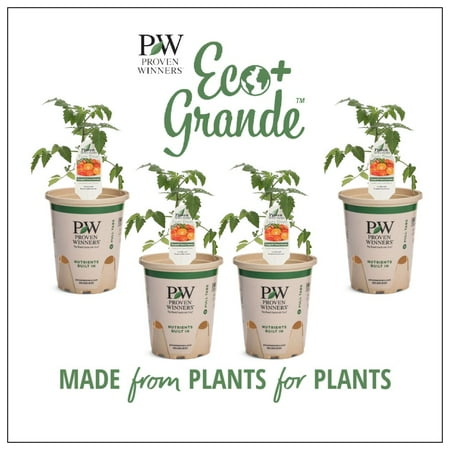 Proven Winners 4-Pack, 4.25 in. Eco+Grande, Sungold (Cherry Tomato) Live Vegetable Plant