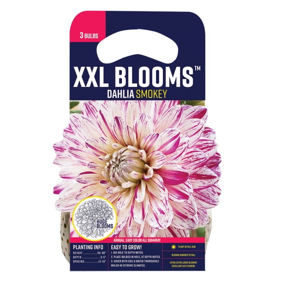 Van Zyverden Dahlia Smokey (Set of 3 Dormant Bulbs) Full Sun, Multicolor, Annual