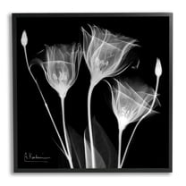 Stupell Industries Contemporary Tulip X-Ray Botanical & Floral Photography Black Framed Art Print Wall Art, 24 x 24