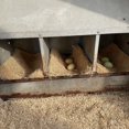 thumbnail image 5 of Chicken Nesting Pads 20 Pack Made in USA for Laying Hens, Aspen Excelsior Nest Box Liners for Chicken Coop Nesting Boxes, 13 x 13 in Trim-to-Fit Bedding Pads for Cleaner Eggs and Easy Coop Cleanup, 5 of 9