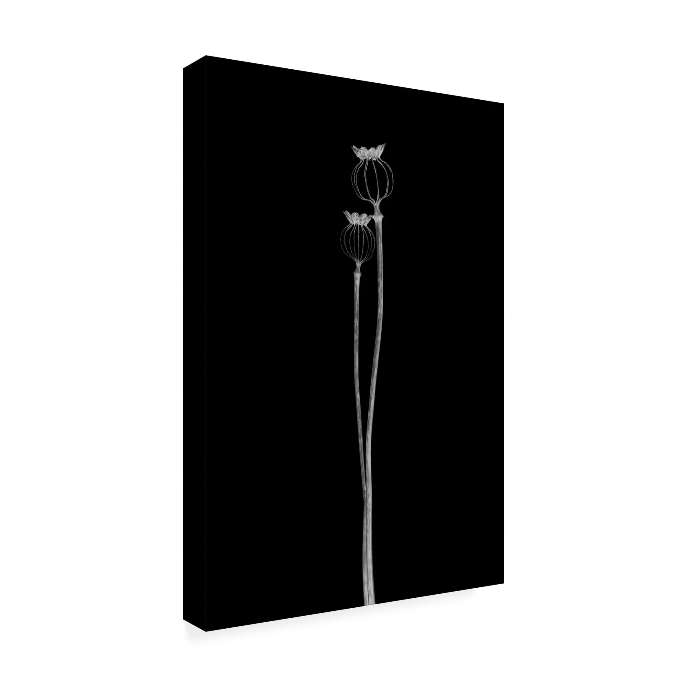 Canvas Wall Art - Lotte Gronkjar 'Poppy Pods' Wall Art for Living Room, Bedroom, or Office Décor by Trademark Fine Art - 16 x 24 Inches