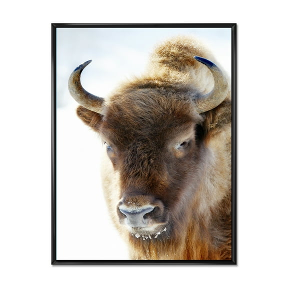 Designart 'Close UP Of Wild Bison' Farmhouse Framed Canvas Wall Art Print