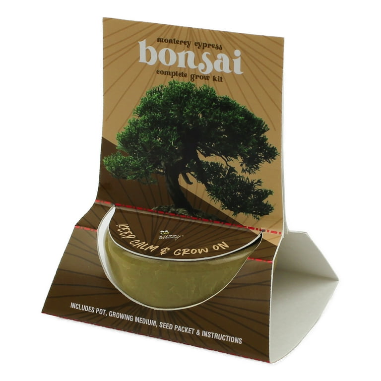 Buzzy Bonsai Monterey Cypress Tree Grow Kit with Crackle Ceramic Pot Item 97714