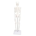 thumbnail image 2 of Human Bone Structure, PVC Material Lifelike Motion 45CM Detachable Skeleton Model With Metal Support Rod For Clinical Experiments For Teaching, 2 of 8